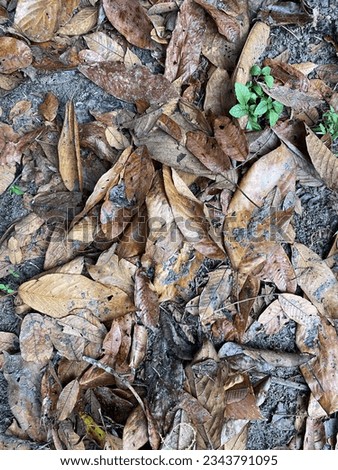 Picture of fallen leaves falling after rain.
