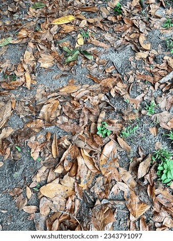 Picture of fallen leaves falling after rain.
