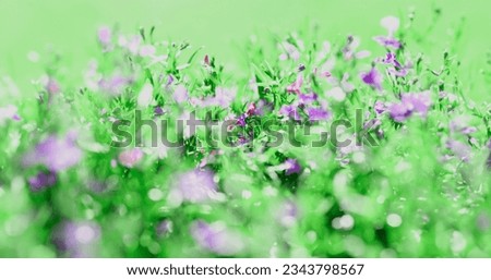 Meadow background of grass summer spring