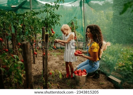 Happy mother and daughter harvesting red tomatoes while mother is crouching and smiling in the greenhouse