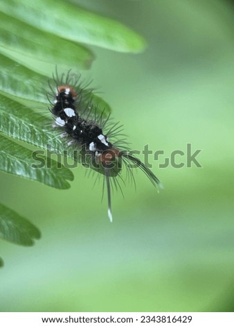 Close up view of a hairy caterpillar in a leaf with blurry background 