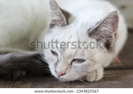 A white cat is sitting and going to sleep