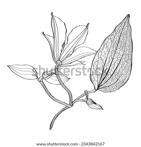 Black and white line illustration of clematis flower on a white background.