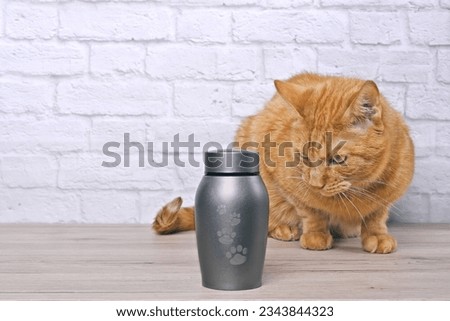 Red cat sitting next to a pet urn and mourns. Horizontal image with copy space.