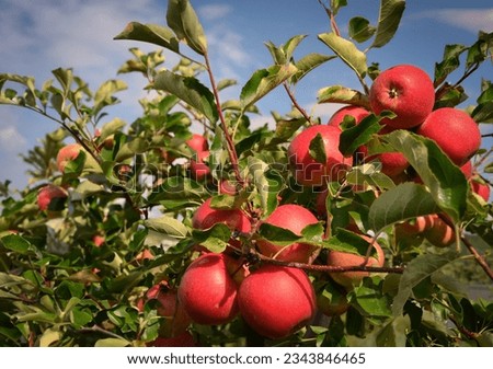 Ripe red apples on apple tree.