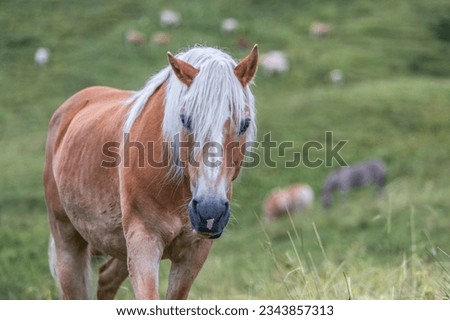 A haflinger horse on a mountain pasture between Allgaeu and Austria in summer at a rainy evening Royalty-Free Stock Photo #2343857313