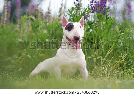 White with a brown patch Miniature Bull Terrier dog posing outdoors lying down in a green grass with violet lupine flowers in summer Royalty-Free Stock Photo #2343868293