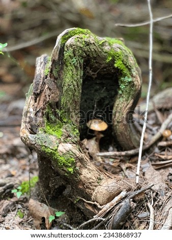 Linville Falls Hiking Trails. Old stump overgrown with moss. Wildlife of America. Outdoor walking in South Carolina National Park. Royalty-Free Stock Photo #2343868937
