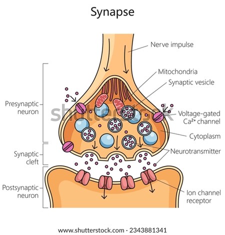 Scheme of nerve synapse chemical synaptic connection diagram schematic vector illustration. Medical science educational illustration Royalty-Free Stock Photo #2343881341