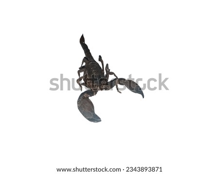 photo of scorpions on a white background