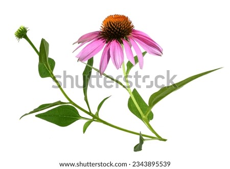 Echinacea purpurea coneflowers on a white background Royalty-Free Stock Photo #2343895539