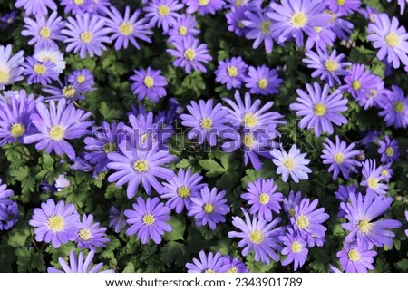 Anemone blanda 'Blue Shades', balkan anemone with blue blossoms Royalty-Free Stock Photo #2343901789