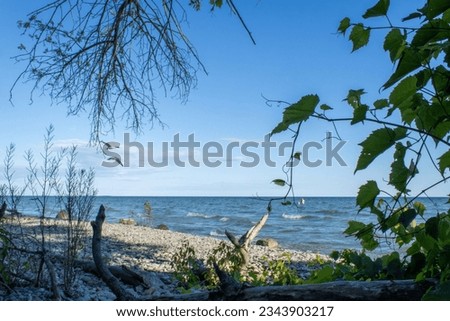 Presqu'ile Pebble Beach With Tree and Vines 