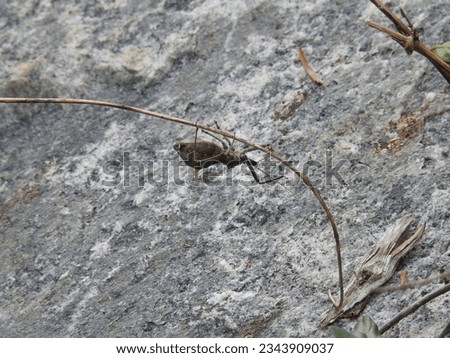 A wheel bug crawling on a thin branch at Elk Neck State Park, Cecil County, North East, Maryland. Royalty-Free Stock Photo #2343909037