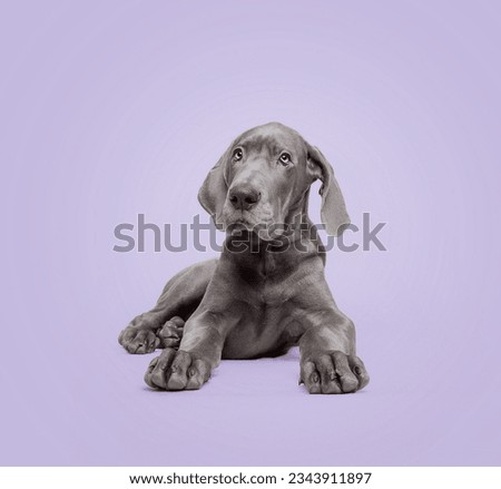 Great Dane puppy on coloured background studio portrait Royalty-Free Stock Photo #2343911897