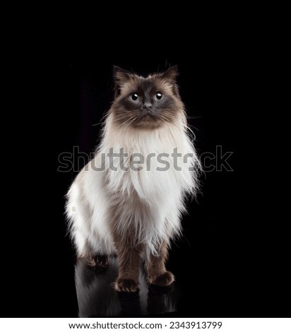 Ragdoll cat on black background with reflection