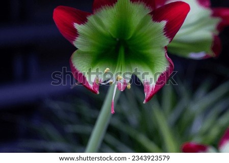 A close-up picture of a beautiful red Hippeastrum. Selectively focused on the large flowering Hippeastrum that comes from the Amaryllidaceae family. 