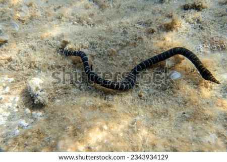Very rare imge of banded bootlace sea worm - (Notospermus geniculatus), Underwater image into the Mediterranean sea Royalty-Free Stock Photo #2343934129