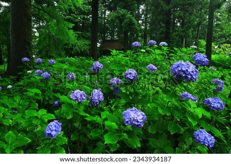 Hydrangea flowers blooming in the forest of Iwate Prefecture Royalty-Free Stock Photo #2343934187