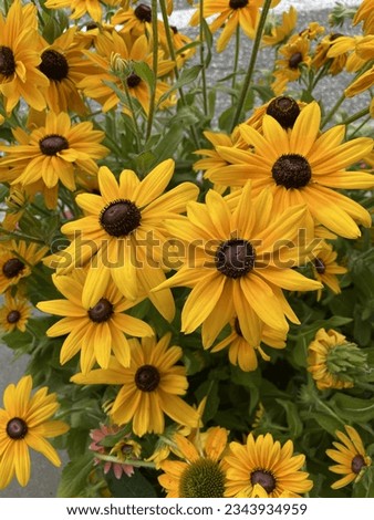 Maryland state flower, black eyed Susan sunflower family annual