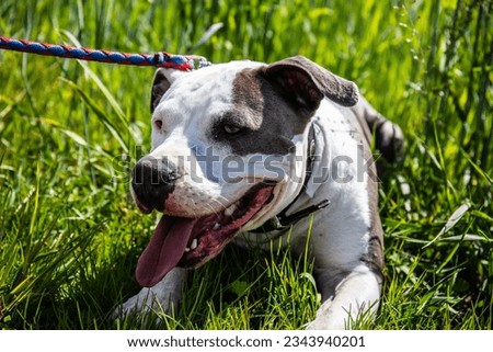 Portrait of a Staffordshire Bull Terrier
