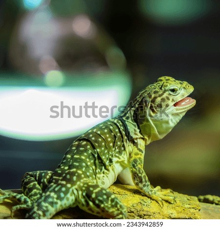 Lizard under lights with open mouth