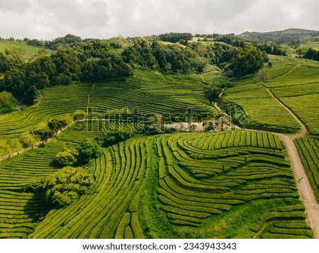 Gorreana Tea Factory and plantation is the only tea plantation in Europe. It is located on Sao Miguel island in Azores Portugal. Royalty-Free Stock Photo #2343943343