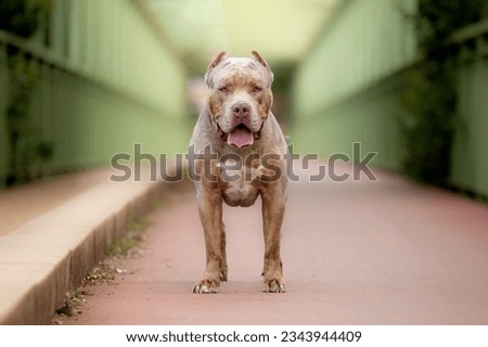 A beautiful american bully XL dog in nature Royalty-Free Stock Photo #2343944409