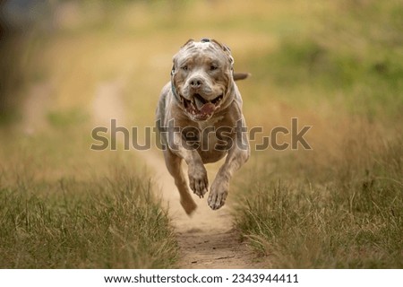 A beautiful american bully XL dog in nature Royalty-Free Stock Photo #2343944411