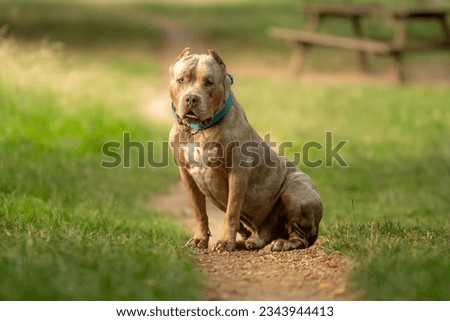 A beautiful american bully XL dog in nature