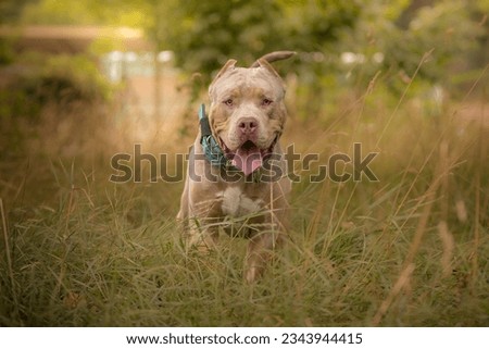 A beautiful american bully XL dog in nature Royalty-Free Stock Photo #2343944415