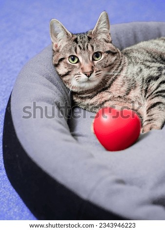 Cute relaxed tubby cat with red heart in soft comfortable pad. Blue water of swimming pool in the background. Living luxury and easy life concept. Love my life concept. Selective focus Royalty-Free Stock Photo #2343946223