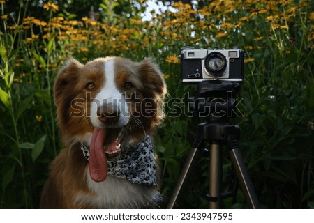 Concept pets look like people. Dog professional photographer with vintage film photo camera on tripod. Australian Shepherd wears white bandana with paws in summer near yellow flowers. Front view