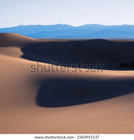 Death Valley Desertscape of Mesquite Flat Sand Dunes in Stovepipe Wells, California, USA. Undulating curvatures of bright hills and shadows of the dip with desert plants and Joshua tree in silhouette. Royalty-Free Stock Photo #2343955137