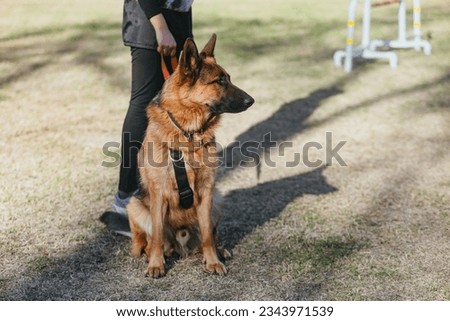 male German shepherd sitting next to his trainer in the dog training park Royalty-Free Stock Photo #2343971539