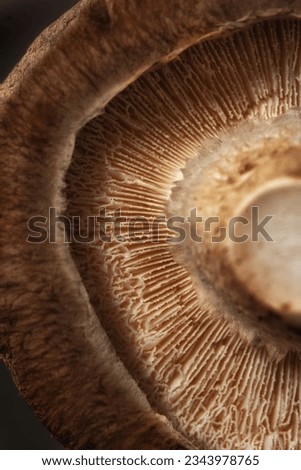 Close-up of Mushroom Seed Texture Mushroom Food Royalty-Free Stock Photo #2343978765