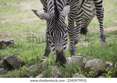 Plains Zebra Equus burchellii boehmi Wild Grasses and sedges Zoo Grains, grass hay 
black brown white stripes summer day time Mammals Africa