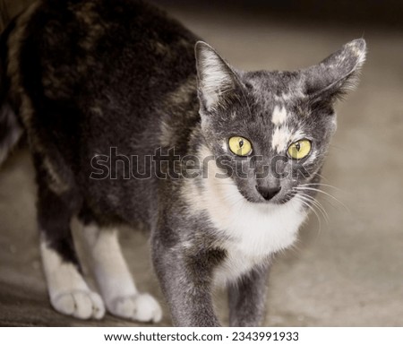a photography of a cat with yellow eyes walking on a concrete floor, there is a cat that is walking on the concrete floor.