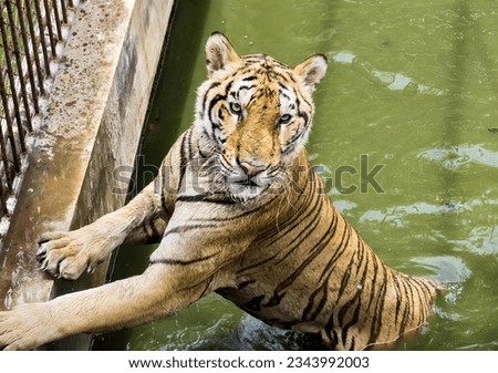 a photography of a tiger standing on its hind legs in a pool, there is a tiger that is standing in the water.