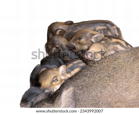 a photography of a group of pigs laying on top of each other, there are three baby pigs are sleeping on top of a mother pig.