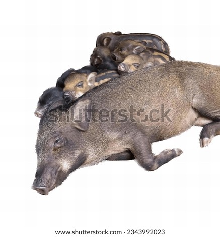 a photography of a pig and her puppies are laying on top of each other, there are three baby pigs laying on top of a mother pig.