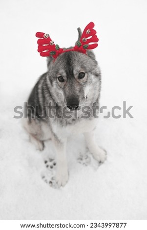 Cute dog with red deer antlers sitting on snow. Pet in funny costume. Beautiful fluffy husky. Christmas photo. Holiday celebration. Picture for New Year banner design, advertising layout, card design
