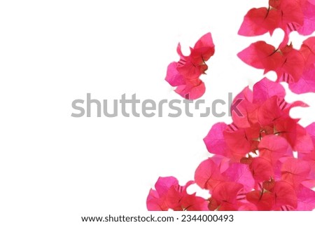 Scattered bougainvillea flowers on a plain white background.