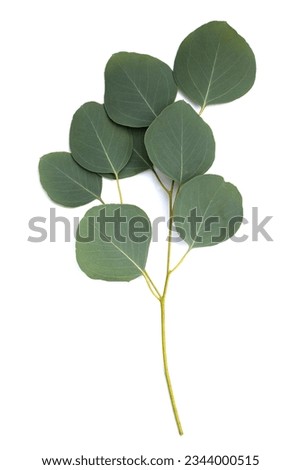 Green leaves of eucalyptus on white Royalty-Free Stock Photo #2344000515