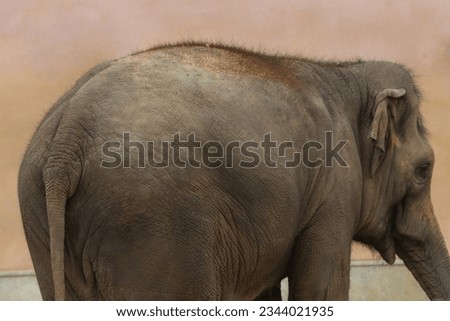 Elephant in the zoo, rear view