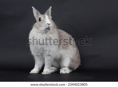 Young grey Netherland Dwarf  bunny on black background