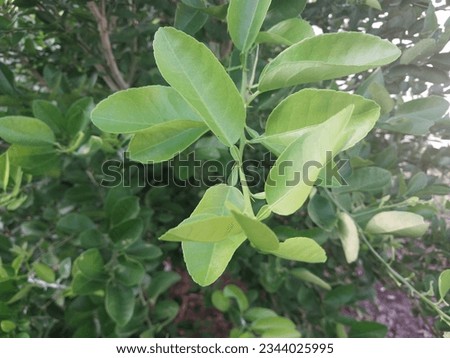 green lime leaves that grow around the garden