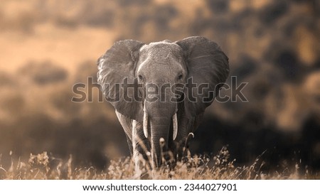 Big african elephant male walking through savannah at sunset 