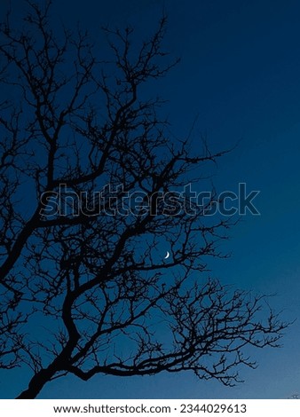 blue sky with moon in winter