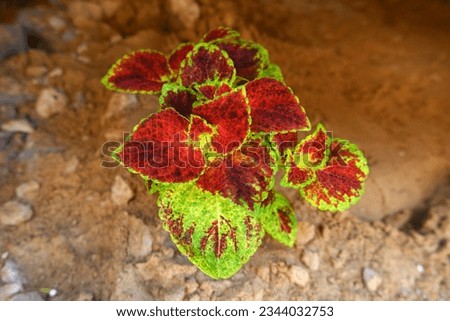 Beautiful flowers of the coleus plant on the background of sand in the shade. Growing flowers on the windowsill. Floriculture, gardening.Yellow-brown texture of the leaves.